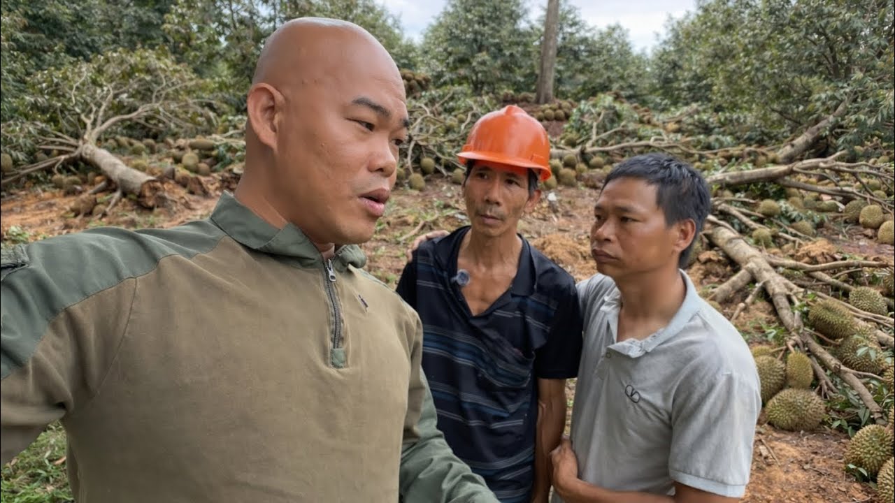 THÉP & A7 LÊN LẠI VƯỜN SẦU RIÊNG ĐỂ KHAI BÁO MẤT TÀI SẢN GÌ SAU TRẬN LŨ QUÉT LỊCH SỬ TẠI PHƯỚC BÌNH