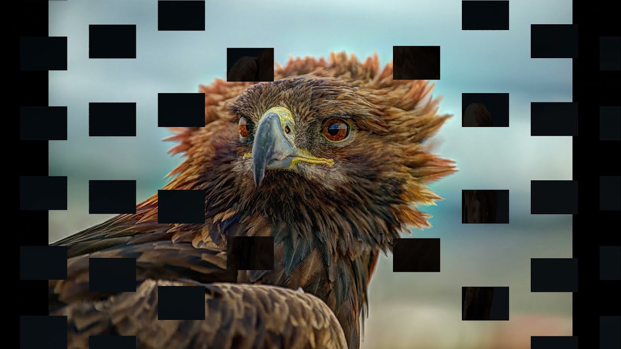 RACCONTI PER BAMBINI - L'aquila che si credeva un pollo