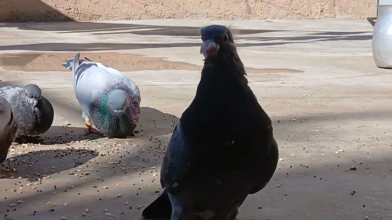 توليعة صباحية بابابابا جا وجاب معه الجديد 💥