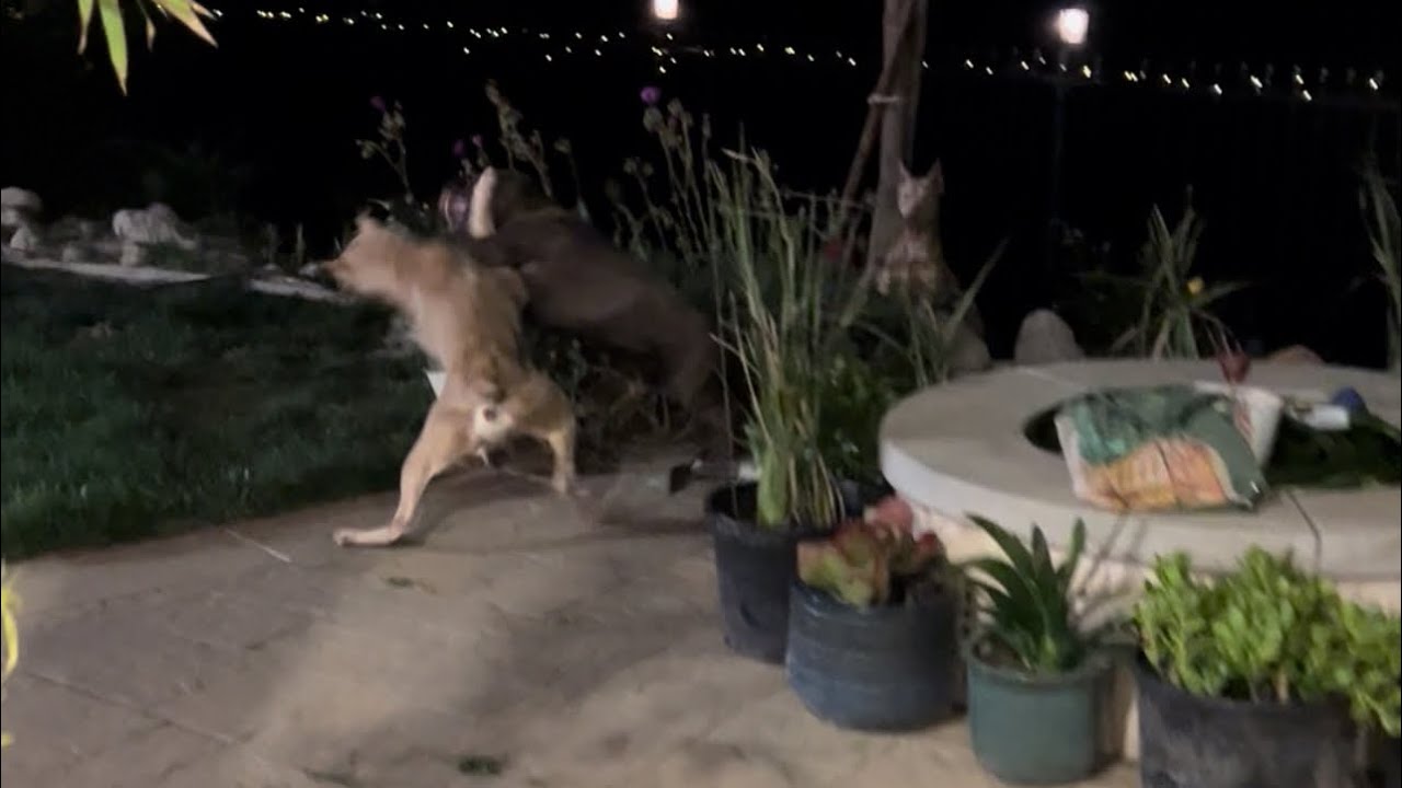 Two Doberman dogs attack 1 Pitbull, Pitbull stand her ground