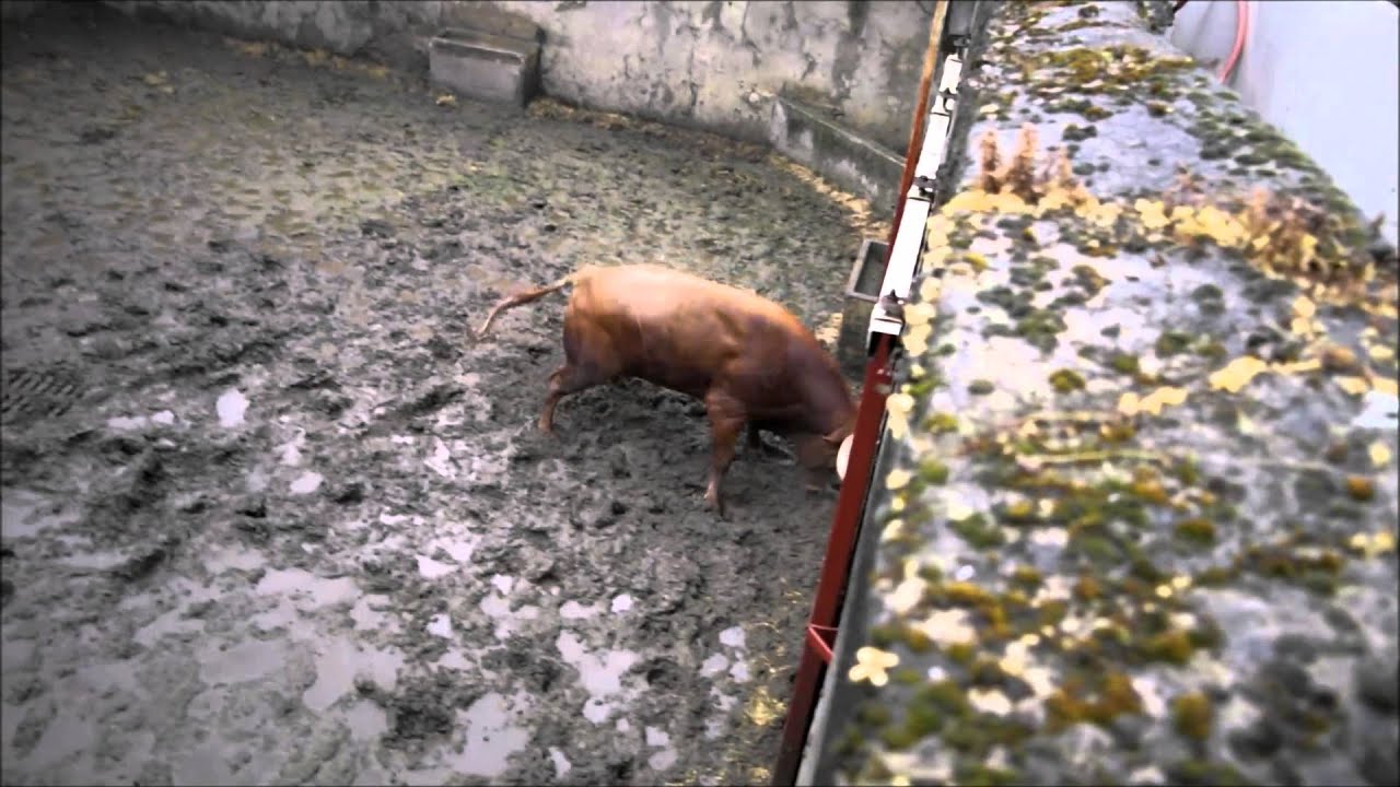 D&eacute;barquement des novillos de Baltasar Iban pour Mugron