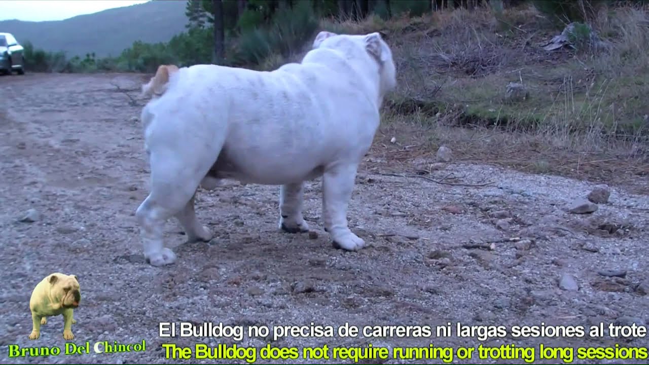 El ejercicio (exercising)  Bulldog Ingles (entrenamiento/Training) www.elbulldogingles.es
