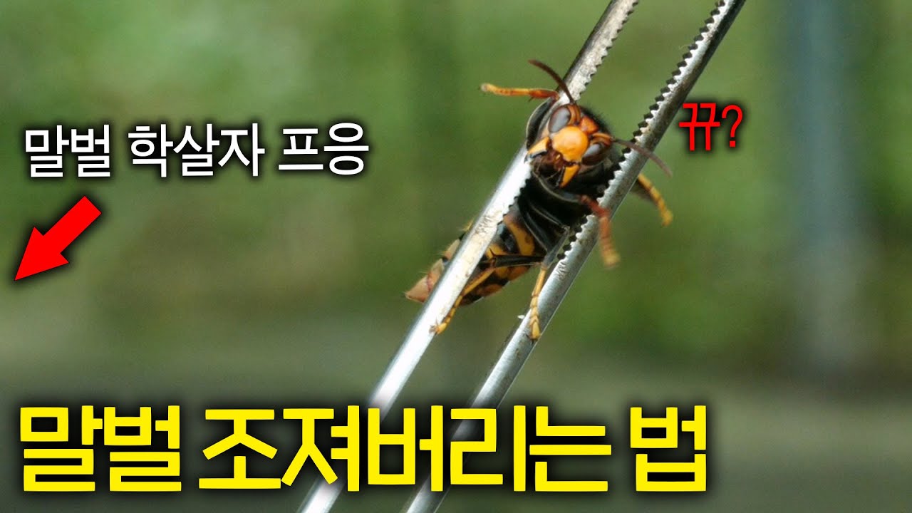 꿀벌 30,000마리를 학살한 말벌 조지기 (말벌을 죽이는 4가지 방법)