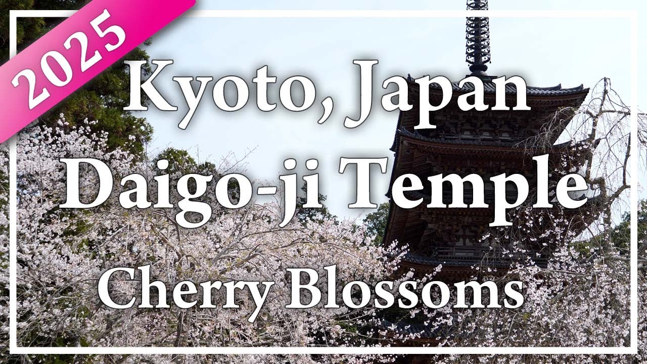 The famous cherry blossom spot features magnificent weeping cherry trees in full bloom.