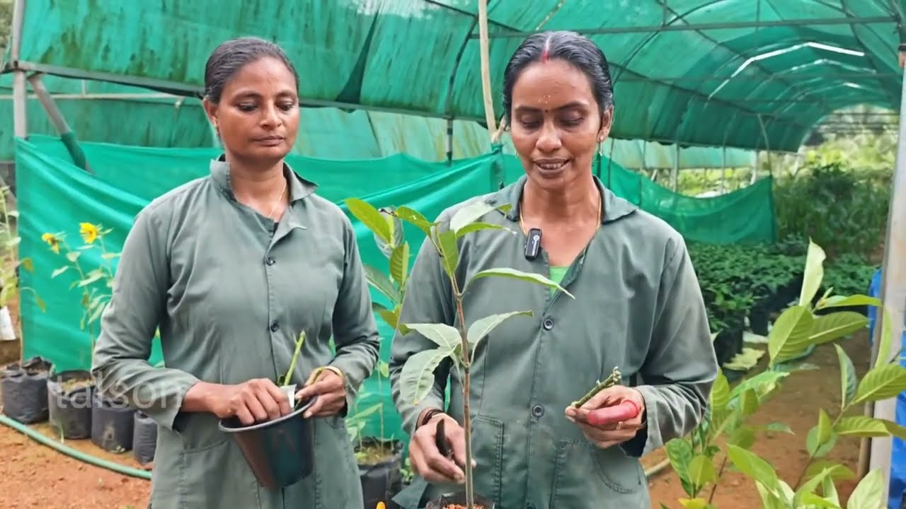 മാവ് ഗ്രാഫ്റ്റിംഗ് എളുപ്പത്തിൽ ഇങ്ങനെ ചെയ്യാം !! Mango Tree grafting #farming #fruit #garden