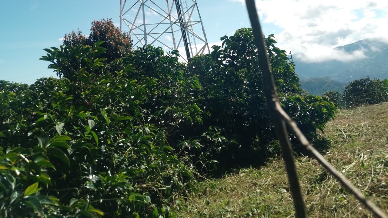 como limpiar cafe con guadaña si dañar el arbol