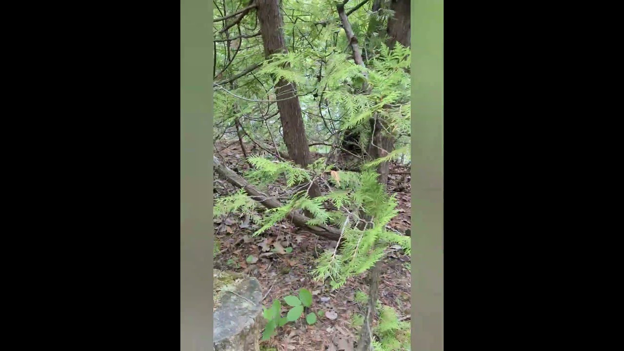 #trailznbitz @AlpenaMichigan #islandpark #discovernature #trails #trees #flowers