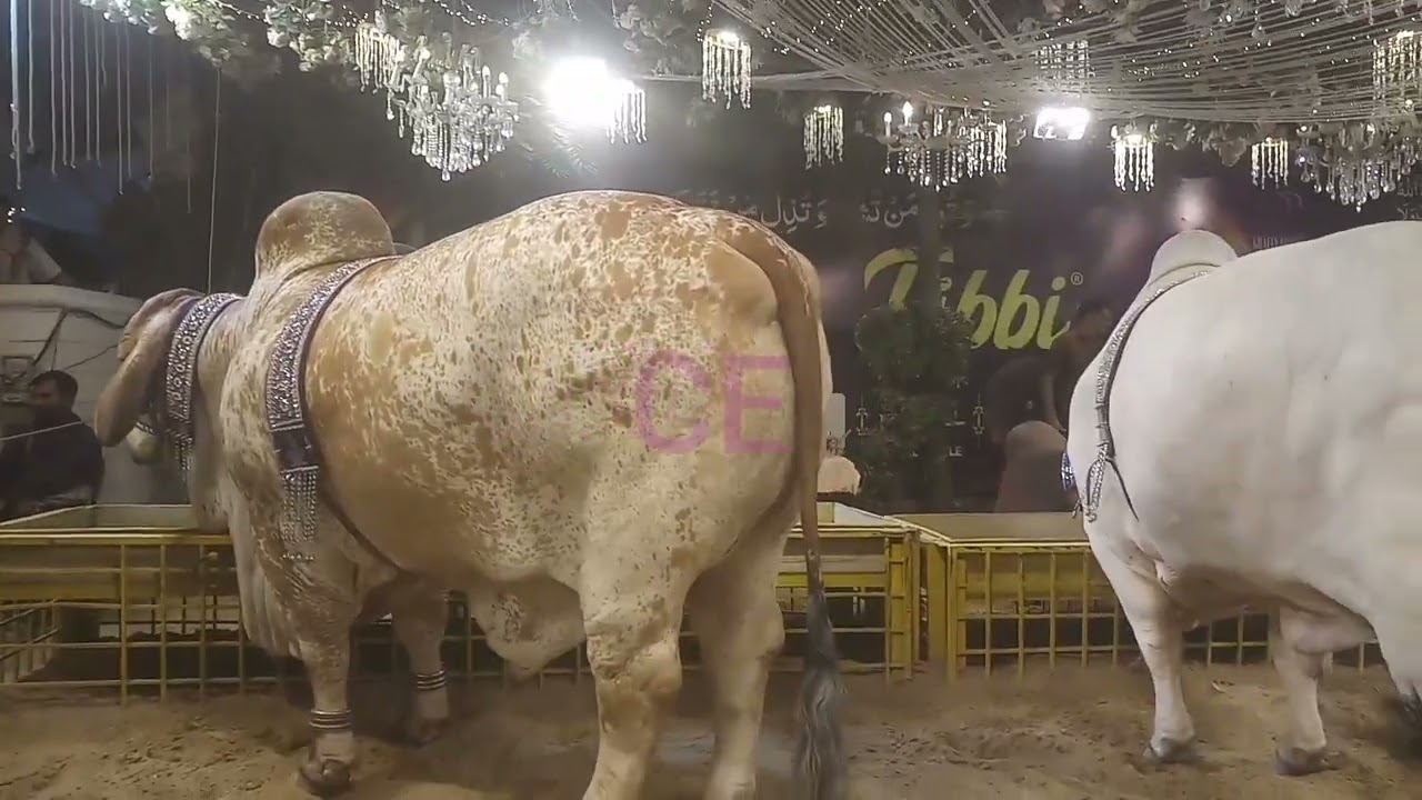 Eid Special Cattle show in KARACHI 2025