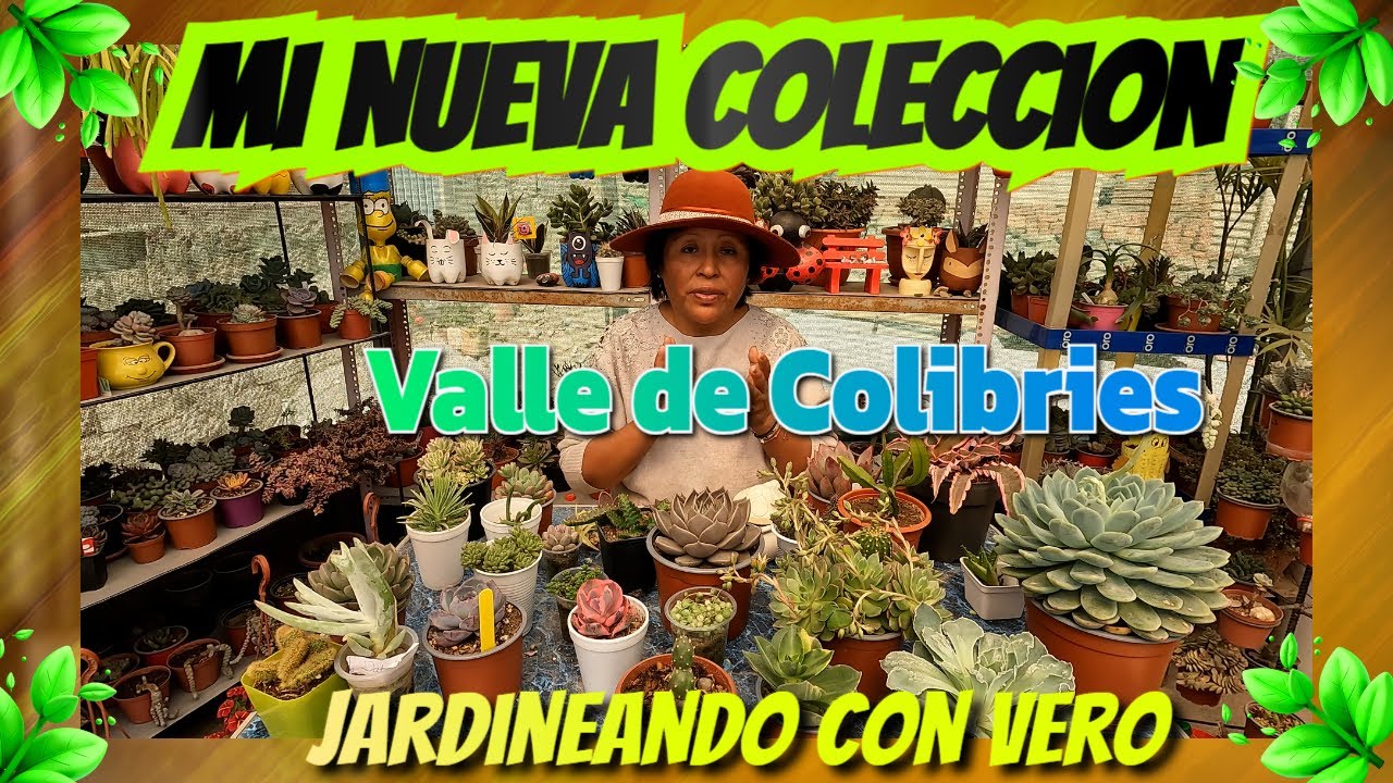 Llegan nuevas suculentas a mi jardín 