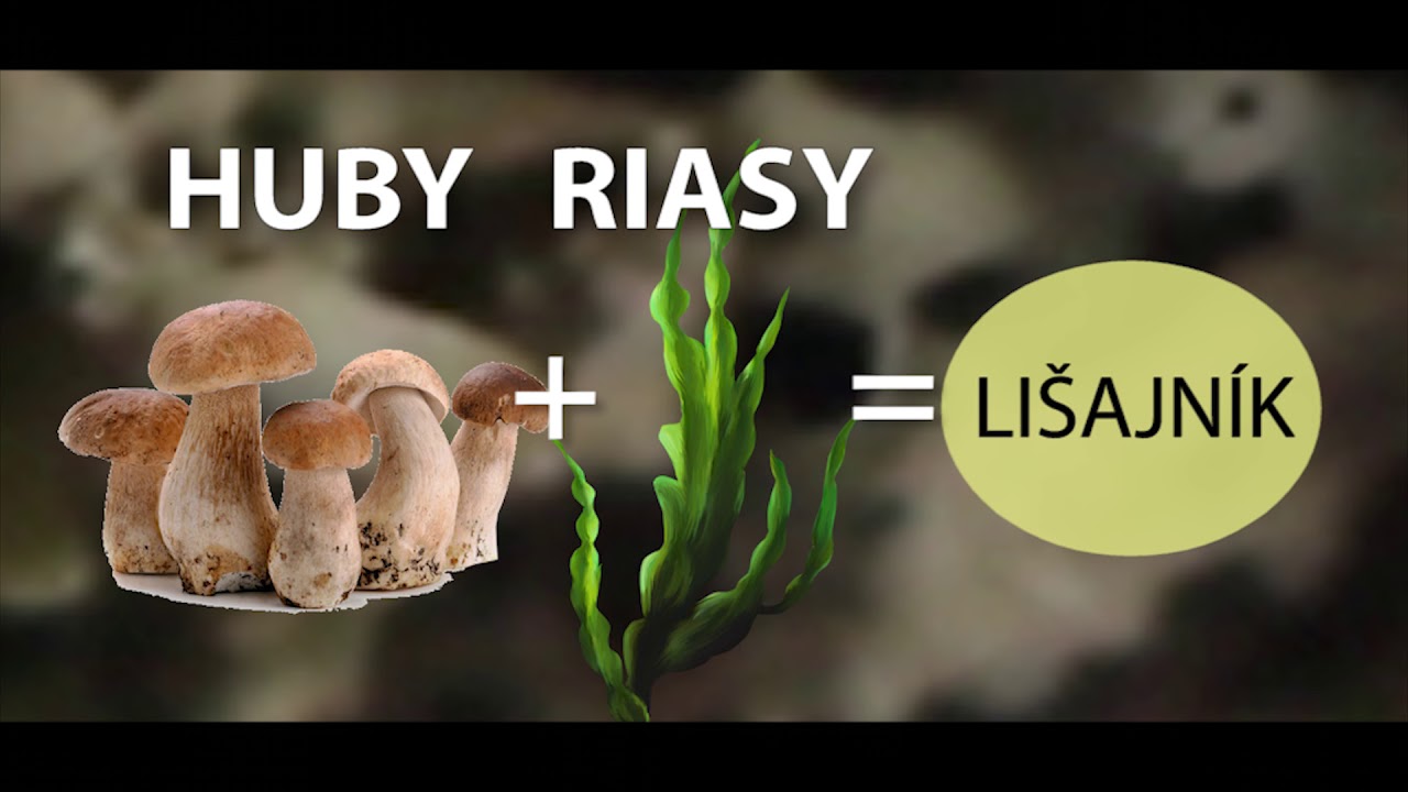 Lišajníky (symbióza)