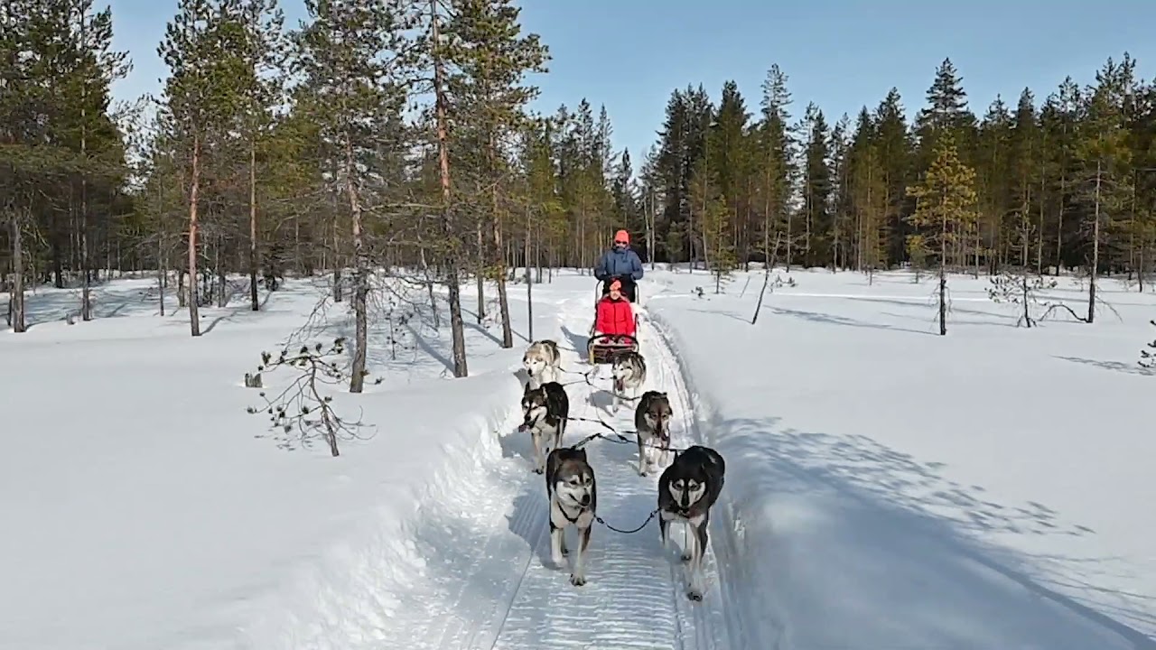 Minna Explores Syöte - Husky