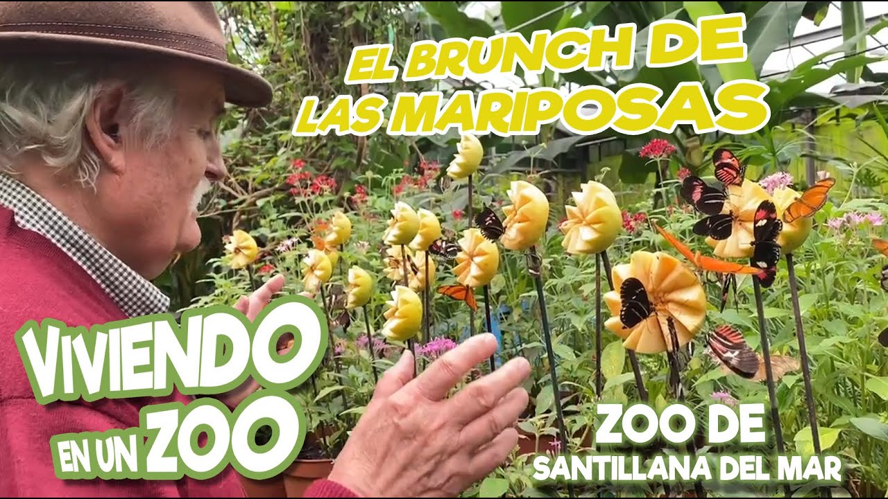El brunch de las mariposas