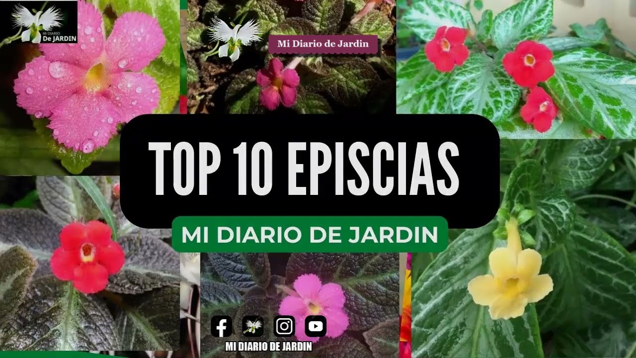 TOP 10 EPISCIAS con sus nombres CUIDADOS BASICOS, mi diario de jardin