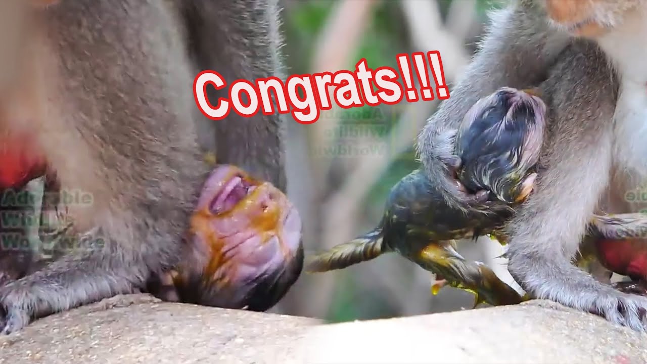 Congrats!!! Unforgettable Moments Of The Newborn Baby Monkey, Just Born In The Wild