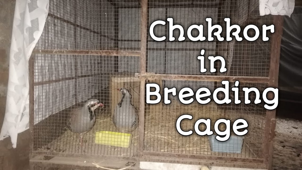 Chakkor Pair in Breeding Cage | Breeding Season Start |