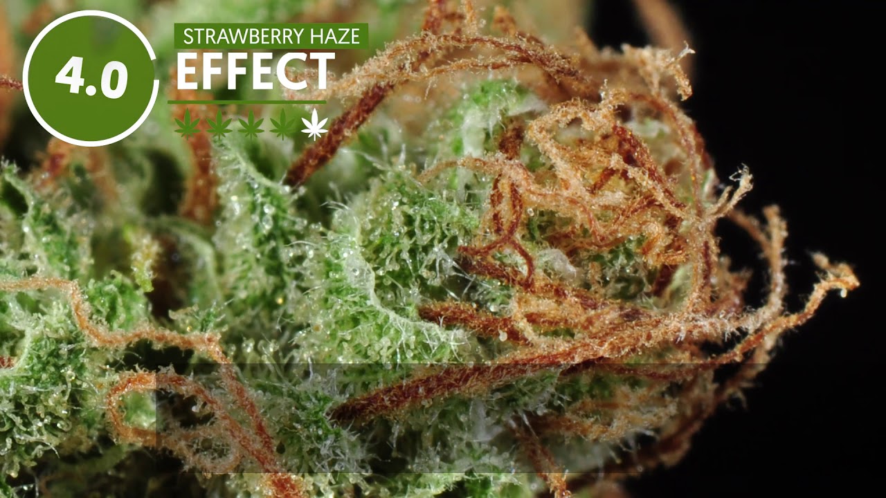 Strain Profile: Strawberry Haze