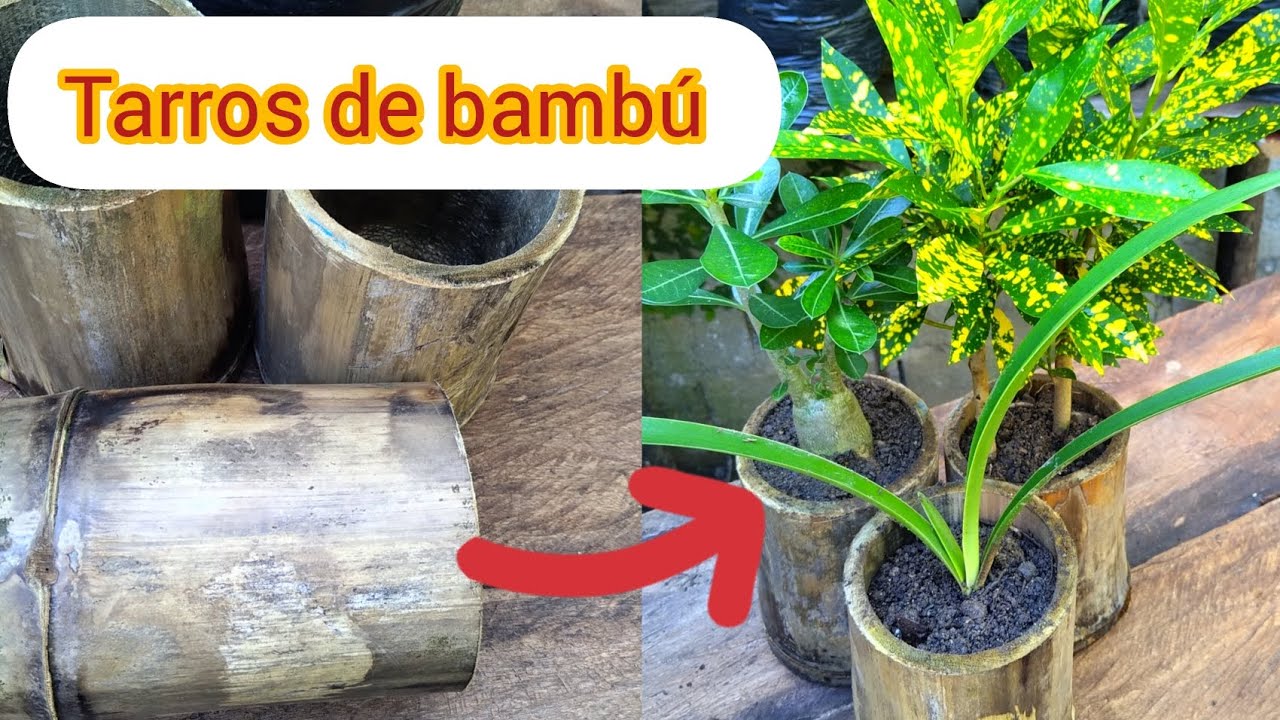 ¿COMO hacer TARROS de bambú PARA plantas?
