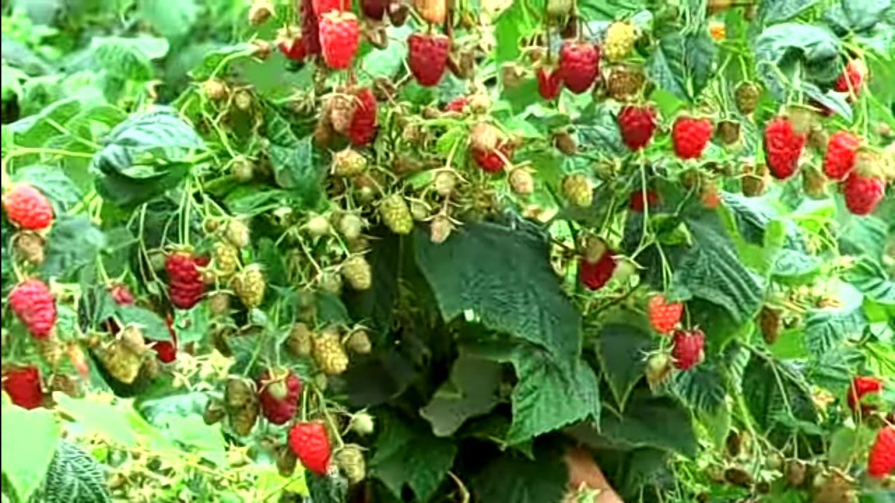 МАЛИНОВОЕ ДЕРЕВО или Ремонтантная малина!? Богатырь и Атлант.Agro-Market  Одесса.
