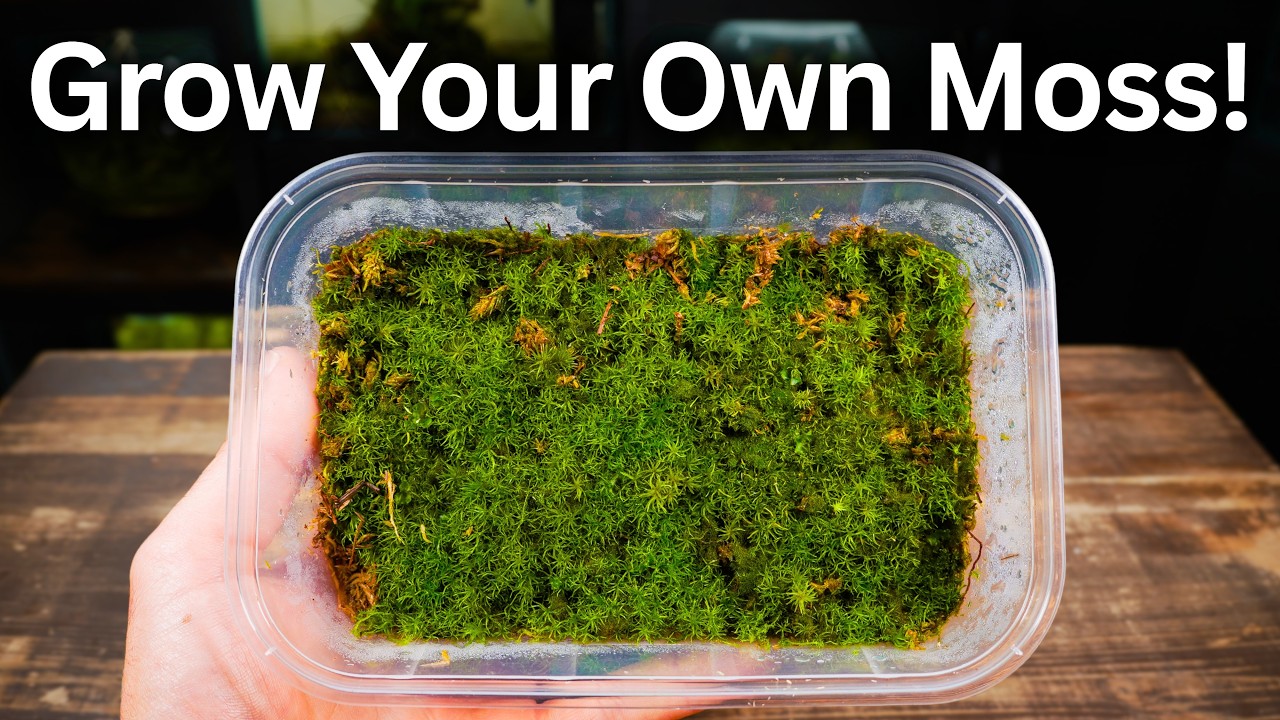 How To Propagate Cushion Moss - Simple Beginner Method
