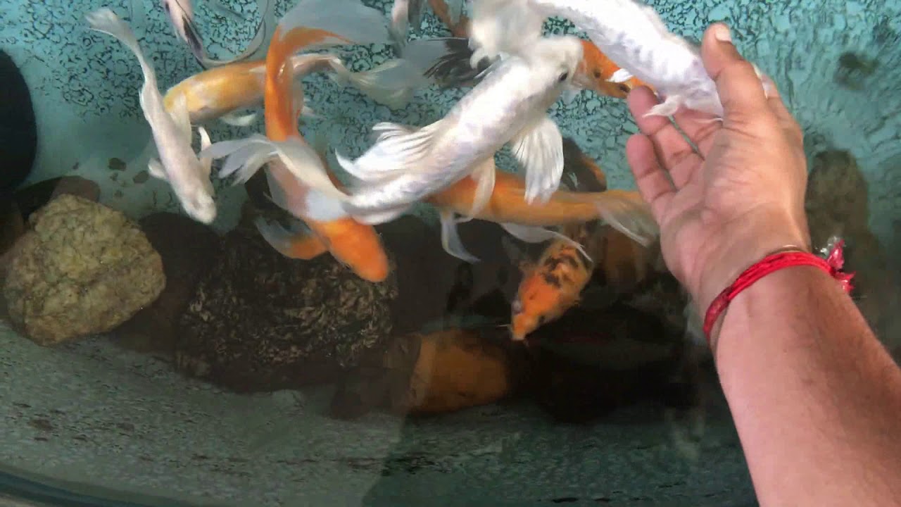 Coolest Koi  Fish Pond ever | Coimbatore | India