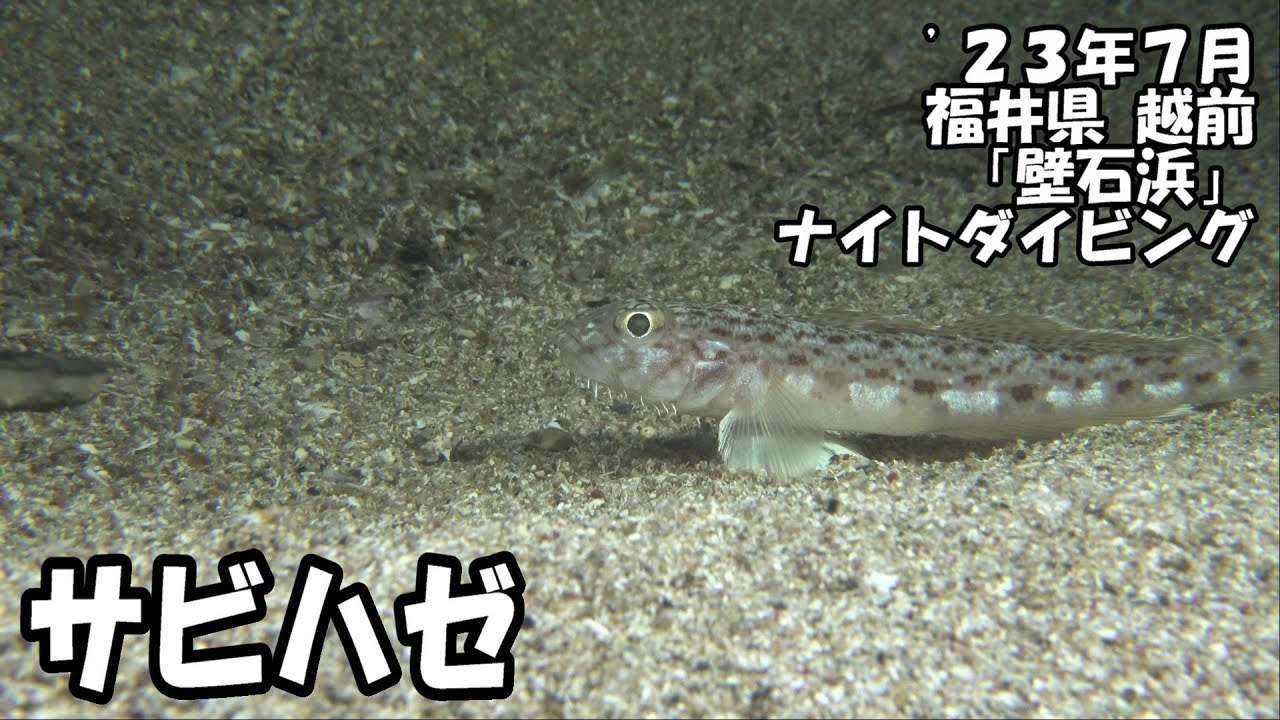 サビハゼ（&rsquo;２３年７月　福井県越前ナイト）
