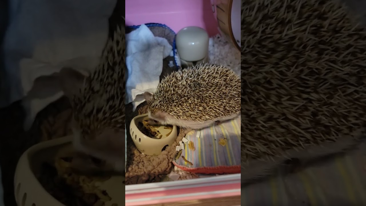 HEDGEHOG EAT #asmr #cute #hedgehog #animals #eating #food #foodforasmr #shorts #adorable