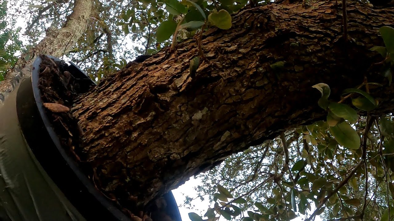 Large Oak Tree Air Layer Attempt