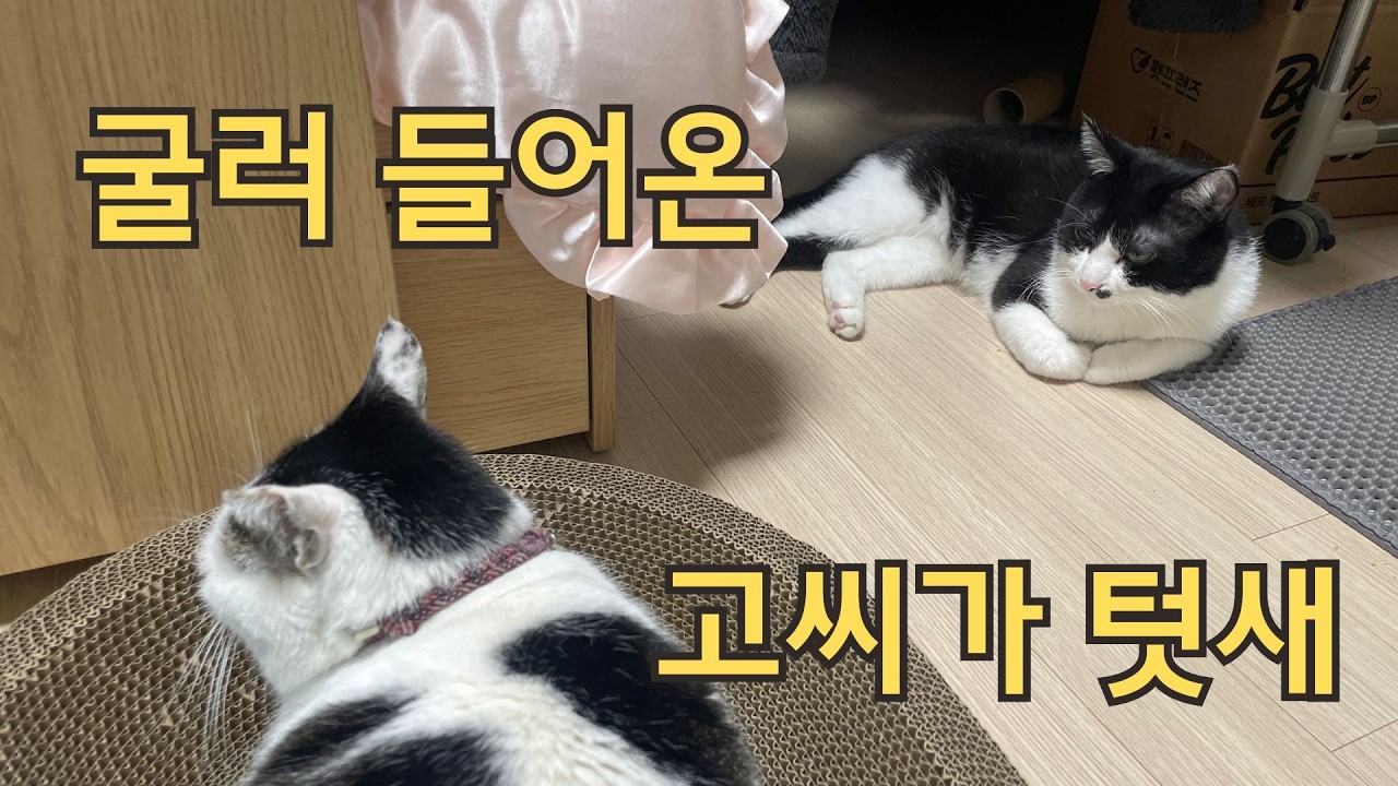 일단 합사 문제는 없는 두 고양이들