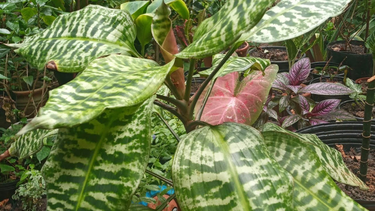 CORTEI e replantei a DRACENA RAINHA no substrato preparado no QUINTAL