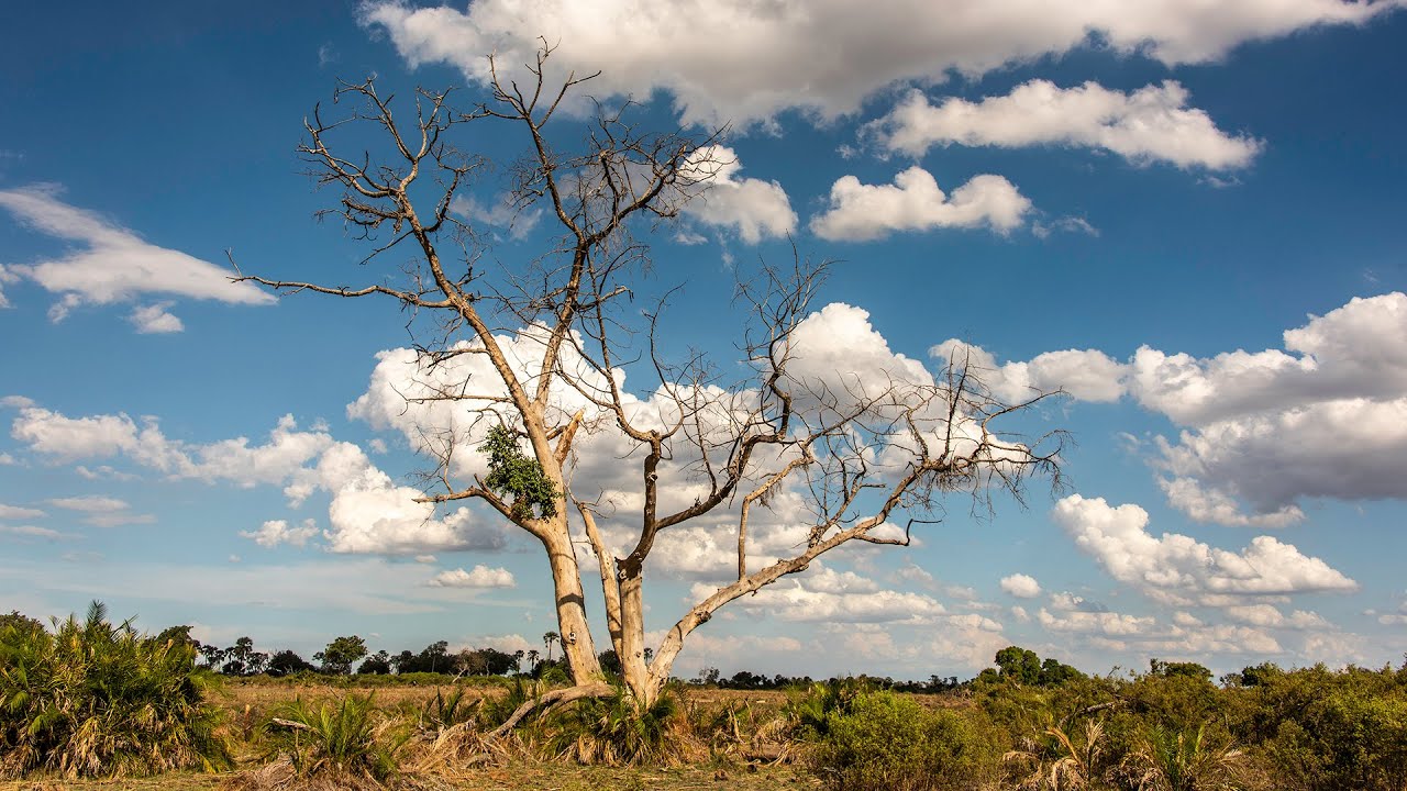 Chapter 6-Jacana Camp, Botswana