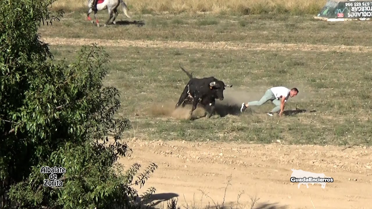 Vaya susto mas grande Encierro campo de Albalate 25-09-2023 GuadaEncierros