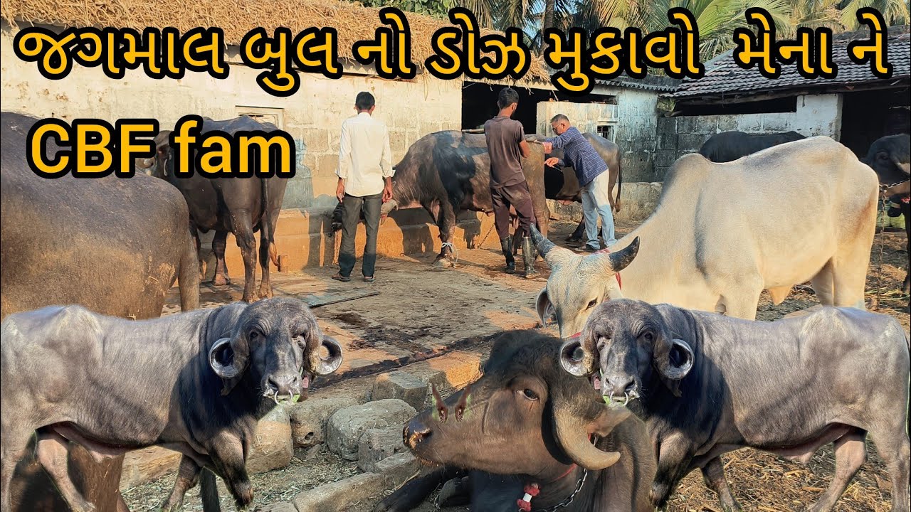 CBF fam જગમાલ બુલ નો ડોઝ મુકાવો મેના ભીહ ને 