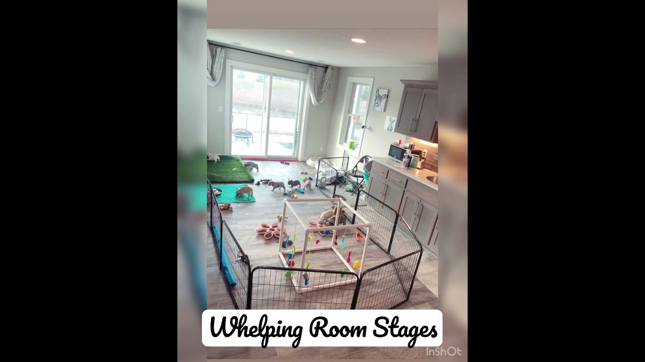 #whelping