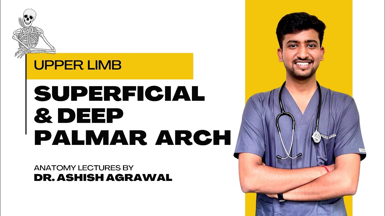 Superficial & Deep Palmar Arch|| Upper Limb Anatomy || First Year MBBS || Anatomy lectures by Ashish