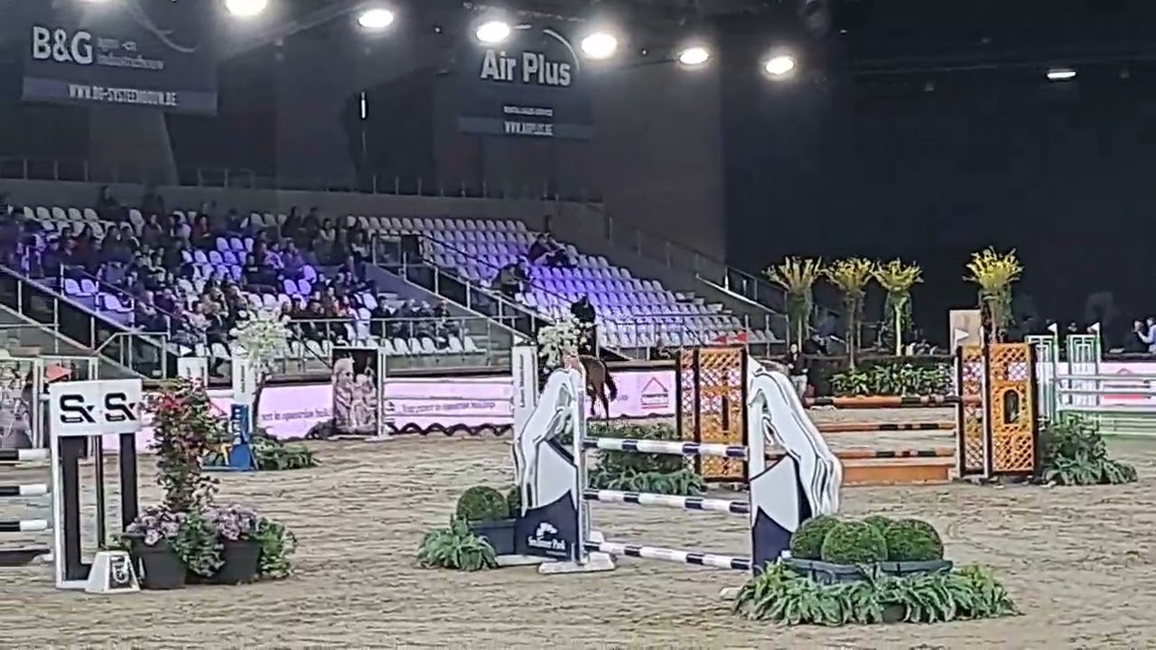 Prince Cute de Muze 6yr stallion Competition Z Sentower