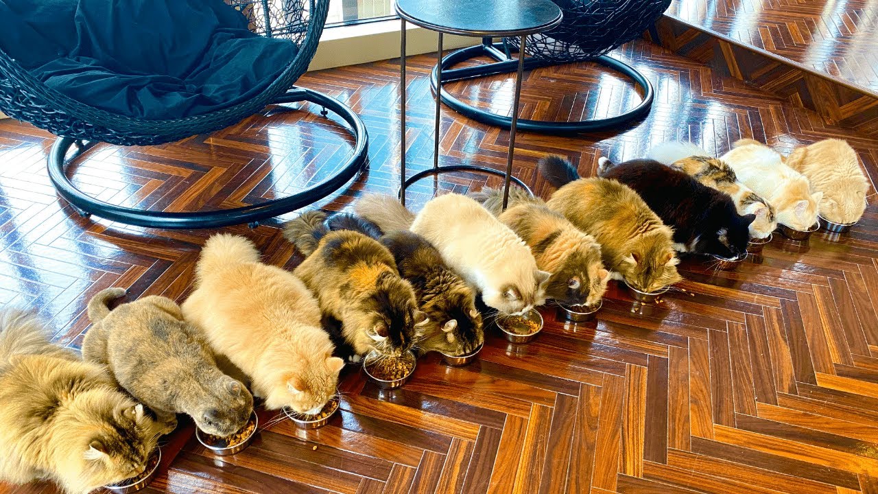 Супер-милое кошачье кафе в Японии🐈 / Mocha Lounge в SHIBUYA, TOKYO