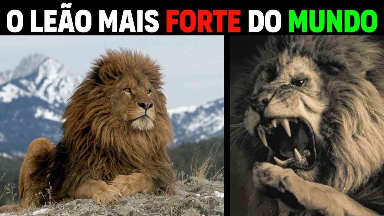Os Segredos do Leão da Barbária: LEÃO DO ATLAS É O FELINO MAIS FORTE DO MUNDO?