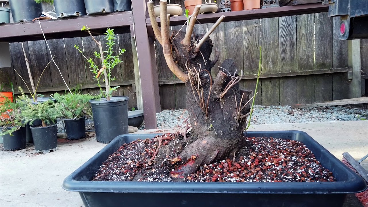 Prunus Bonsai tips: How to collect urban Yamadori MASSIVE flowering peach 4K