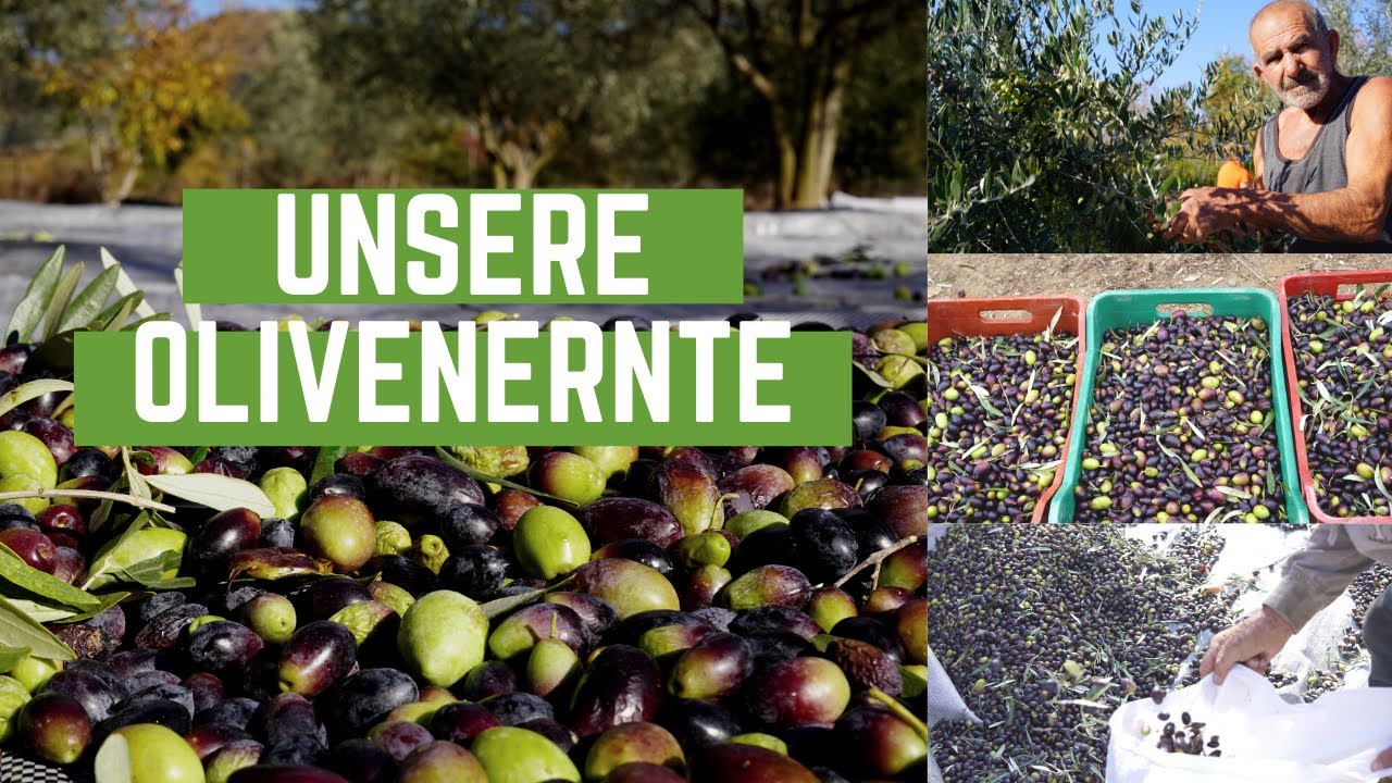 Von der OLIVE zum OLIVENÖL | Olivenernte 2020 in Griechenland