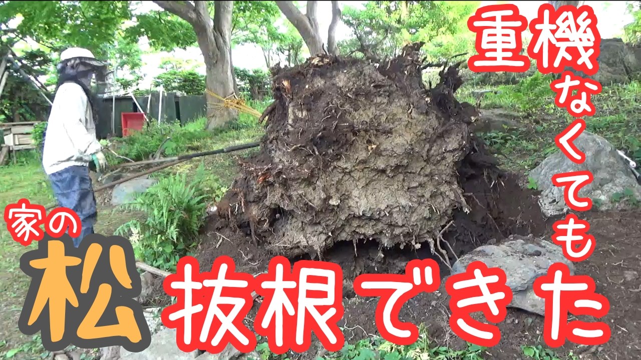 「重機がないなら手で抜こう」大きな大きな松の切り株を抜根する