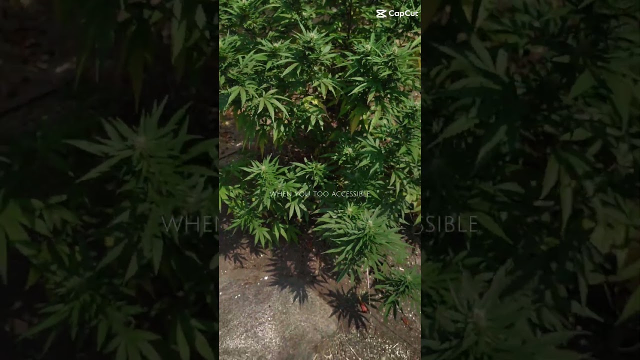 outdoor growing with sol-fire genetics