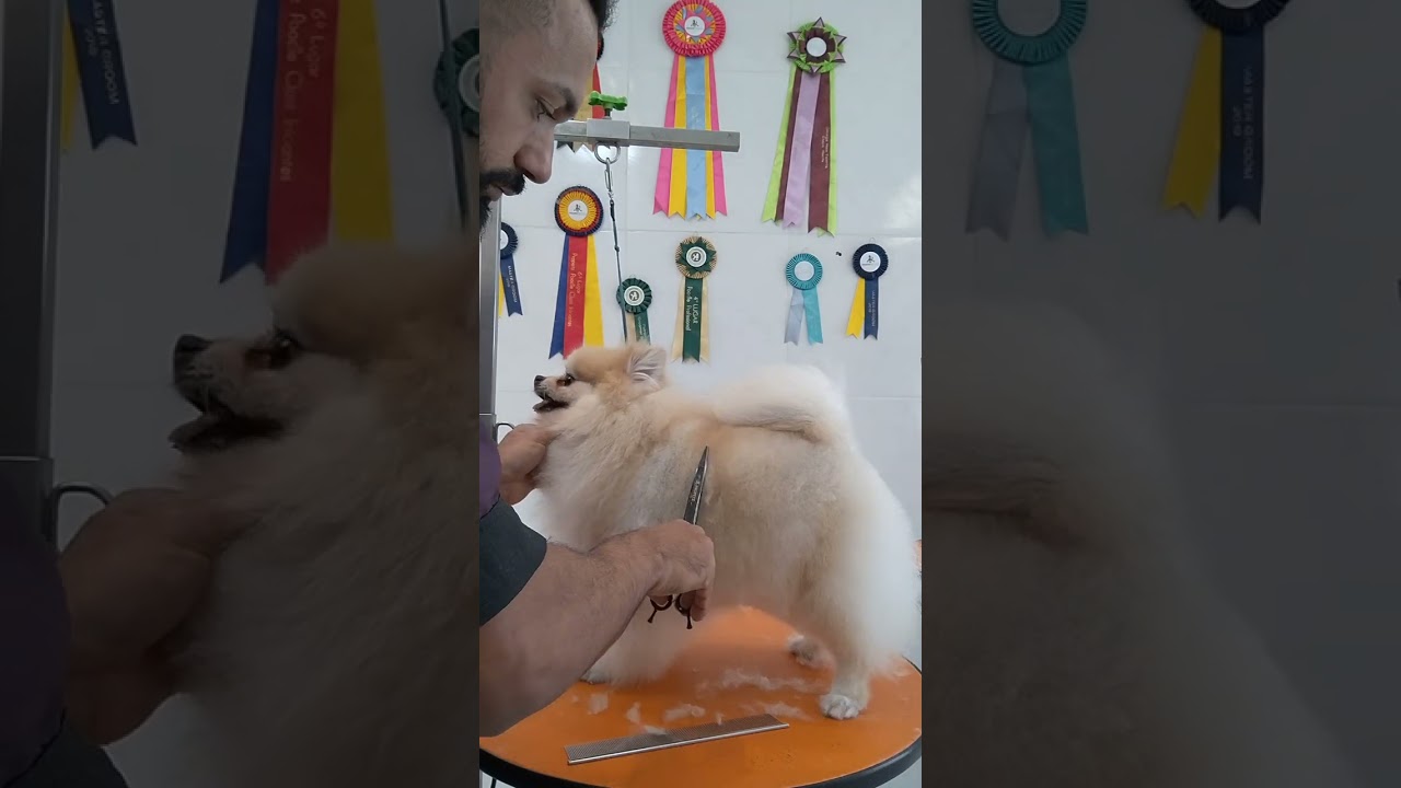 Tosa / trimming comercial Spitz Alemão