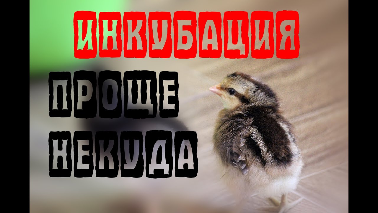 Инкубация куриных яиц. Все просто!!!