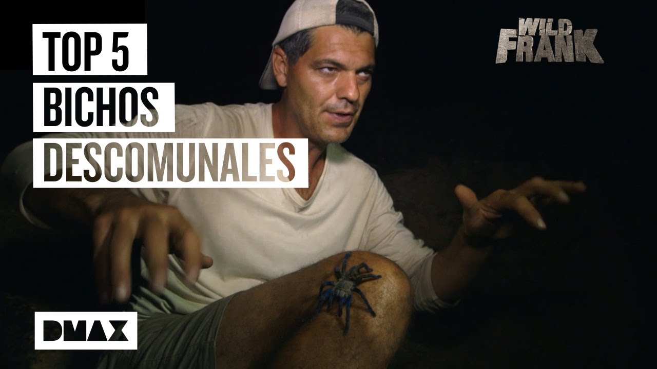 Frank se rodea de tarántulas, escorpiones y otros bichos | Wild Frank