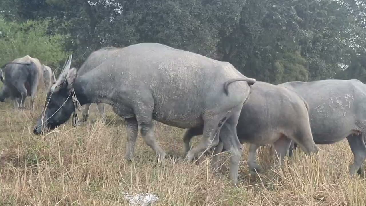 A very large cow is eating grass. 🦬🦬