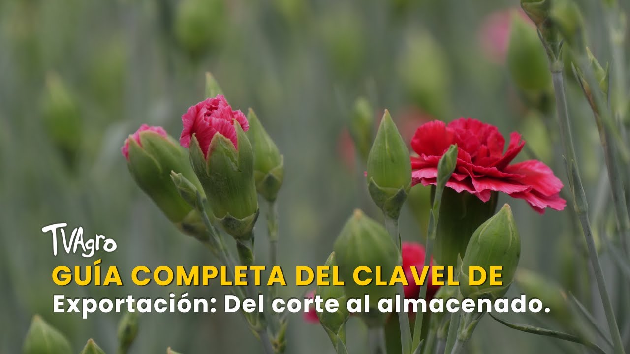 Guía Completa del Clavel de Exportación: Del corte al almacenado - TvAgro por Juan Gonzalo Angel
