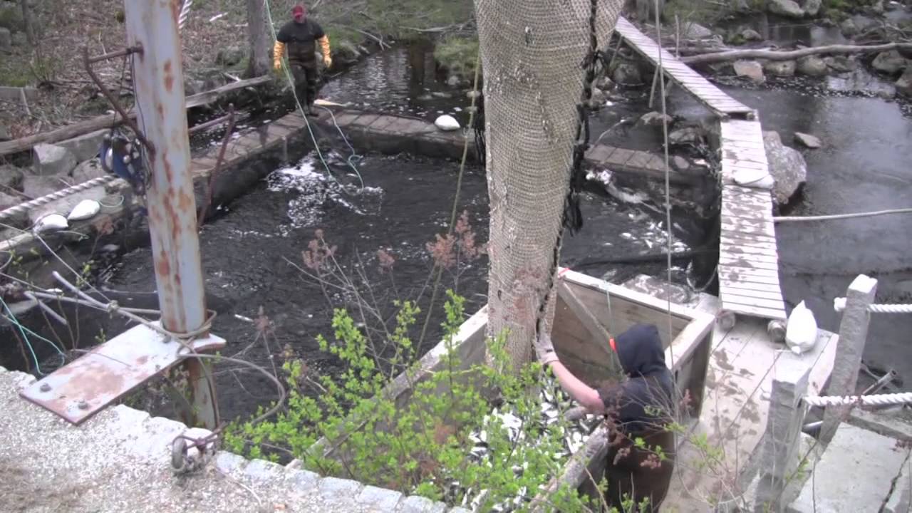 Harvesting alewives at Grist Mill Stream