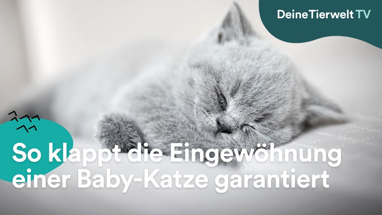 So klappt&rsquo;s mit der Kitten-Eingew&ouml;hnung