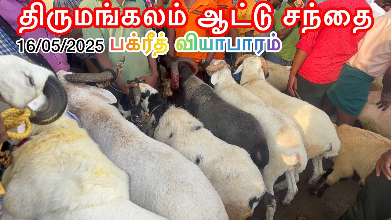 திருமங்கலம் ஆட்டு சந்தை Thirumangalam Goat Market 16/05/2025