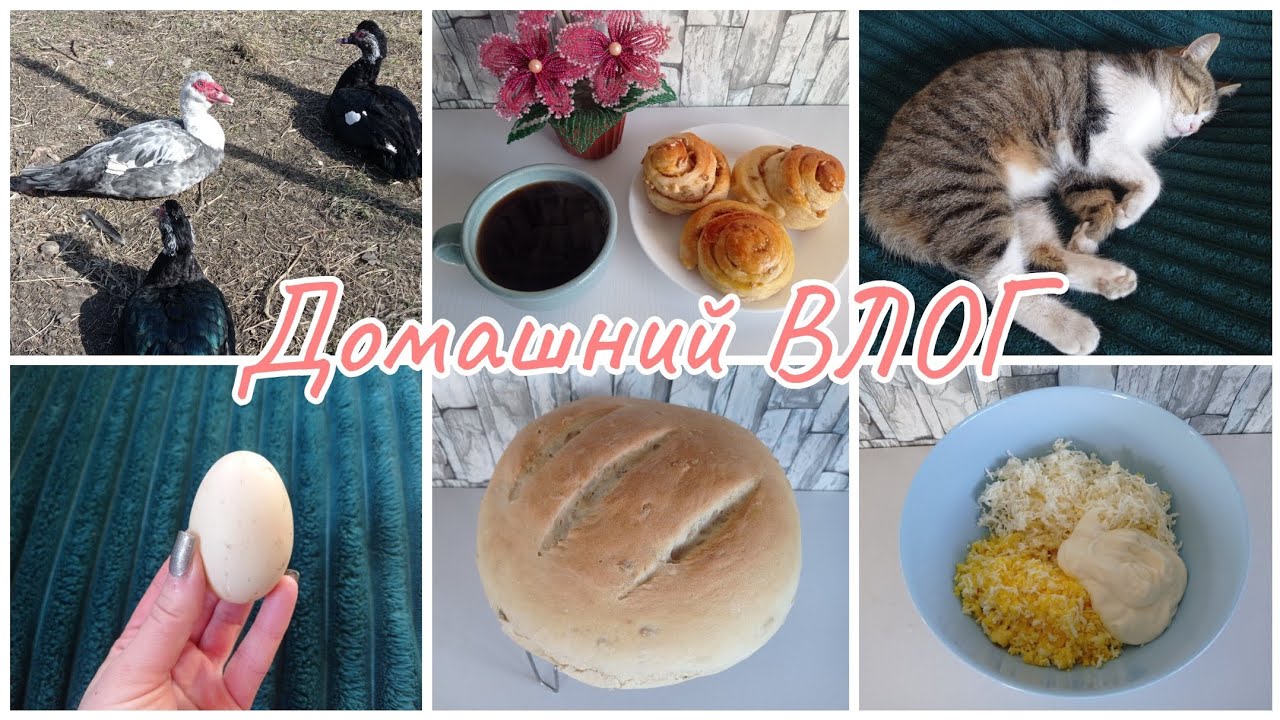 Домашний ВЛОГ. Птичий дворик. Первое яйцо. Вкусный домашний хлеб.